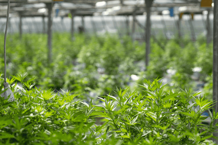 5 Ways to Check The Quality Of CBD Oil 2 Manufacturing CBD and THC